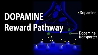 Neuroscience Basics Dopamine Reward Pathway Animation [upl. by Ahswat]