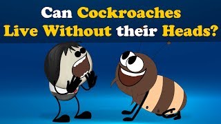 Can Cockroaches live without their Heads  more videos  aumsum kids education children [upl. by Shiller]