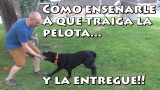 Adiestramiento Canino Cómo Enseñar a un Perro a Traer la Pelota Muy efectivo [upl. by Eseret866]