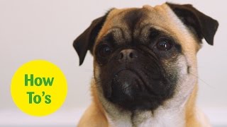 How to train a dog to stop biting nipping and mouthing [upl. by Gney]