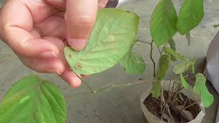 Medicinal Plants Documentary SHALAPARNI Desmodium gangeticum  updated [upl. by Conall]