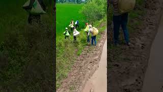 2nd dose of fertilizer in paddyfarming agriculture [upl. by Brentt140]