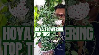 How I Get My Hoyas to Flower hoyaplants hoyas [upl. by Rodavlas]