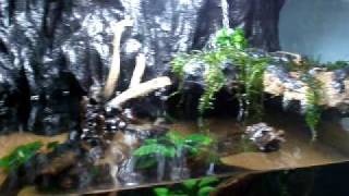 Another Paludarium W I P [upl. by Heintz625]