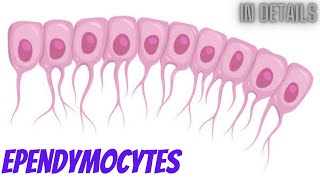 Ependymocytes in details Cytology part 18 [upl. by Maria]