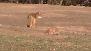 Coyote and Badger Working Together [upl. by Nellek]