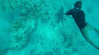 Spearfishing HUGE Grouper and Hogfish in the Bahamas [upl. by Georgetta]