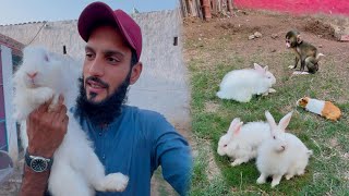 Rabbits Ko Rabbit House Main Chor Dia❤️  Gini Or Rabbits Ki Dosti Krwa Di 🥰 [upl. by Aketal]