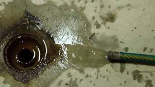 Annual Electric Water Heater Drain and Fill [upl. by Peednam]