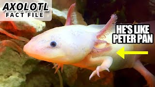 Axolotl Facts the PETER PAN Salamander 🦎 Animal Fact Files [upl. by Hakim]