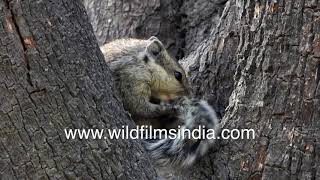 Adorable squirrel wakes up from a nap and grooms itself [upl. by Iret]