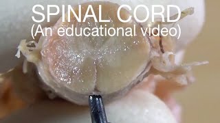 SPINAL CORD  External Features An educational video [upl. by Dorthea671]