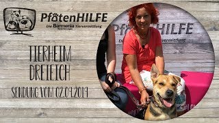 🐾 Pfotenhilfe  Die Barmenia Tiervermittlung 🐾 grüßt aus dem Tierheim von Dreieich [upl. by Adelia]