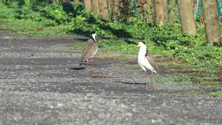 Squawking Spurwing Plover goes Splat [upl. by Iemaj888]