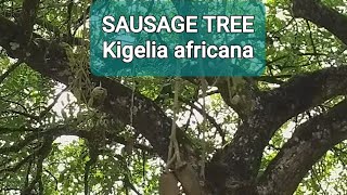 SAUSAGE TREE KIGELIA AFRICANA SHORTS [upl. by Schoof]