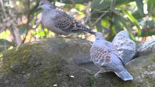 冬の野鳥 キジバト Oriental Turtle Dove Nikon1V1  FT1  70300mm [upl. by Nisen]