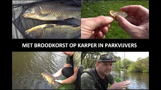 Met broodkorst op karper in parkvijvers [upl. by Asirb829]