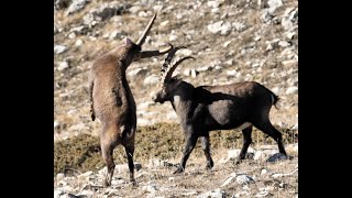 La faune de montagne  Combat de bouquetins dans le Vercors au Cirque dArchiane [upl. by Curran]