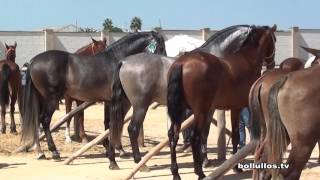 III FERIA GANADERA DE BOLLULLOS PAR DEL CONDADO [upl. by Egduj]