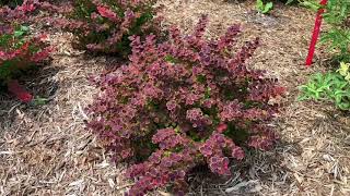 SUNJOY® Tangelo Berberis  wwwgardencrossingscom [upl. by Elletnuahc]