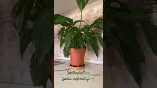 Spathiphyllum el arasında “Qadın xoşbəxtliyi” adlanan bitki spathiphyllumspatifillumbitkiplant [upl. by Nelleus]