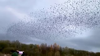 WATCH Starlings create murmurations captured over UK nature reserve [upl. by Aelrac]