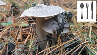 Gąska ziemistoblaszkowa Tricholoma terreum Jaworzno 13112016 [upl. by Dolores274]