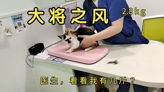 四只母猫绝育，一只做逃兵？公猫们倒是很想去 [upl. by Eiramaliehs]