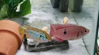 African Jewel Cichlid Turns Bright Red for His New Turquoise Girlfriend [upl. by Aday468]