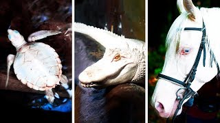 23 Albino Animals That Have Rarely Ever Been Seen [upl. by Bekki687]