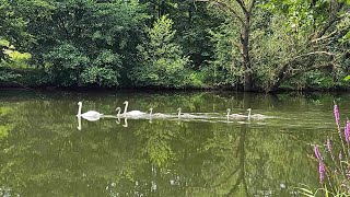 Fritzlar Ederaue Ederwehr und die Natur [upl. by Scott]