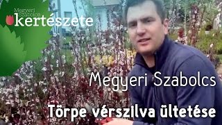 Törpe vérszilva  Prunus x cistena ültetése  Megyeri Szabolcs Kertészet [upl. by Bobbi]