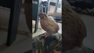 My pet japanese quail  17  coturnix japonica quail petchicken short [upl. by Eiryt]