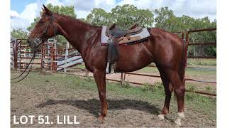 LOT 51 AGGROW ELITE HORSE SALE 2024 [upl. by Hennahane780]