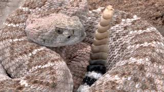 Western Diamondback Rattlesnake 2011 [upl. by Mun]