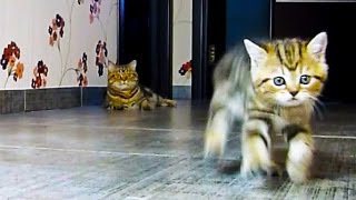 Funny Cats and kittens F1 racing [upl. by Aicelav]