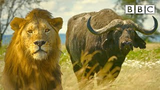 Lion pride works together to hunt buffalo 🦁 Serengeti II  BBC [upl. by Schreck]