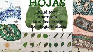 H🍀J🍁S hojas morfología anatomía y más 🍃 [upl. by Josepha]