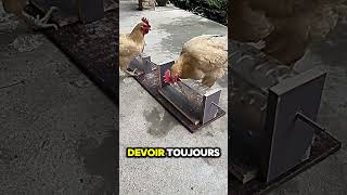 Cet ingénieur avait la flemme de nourrir ses poules et a inventé quelque chose de génial ingénieur [upl. by Ellehcer]