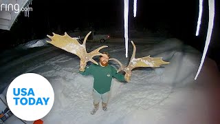 Ring video captures a moose shedding massive antlers with one shake  USA TODAY [upl. by Theona]