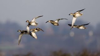 gadwall Call Sound [upl. by Fatimah]