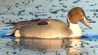 Northern pintail duck call sound bathing flying [upl. by Buonomo]