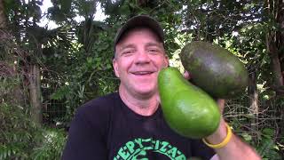 How to Ripen Your Avocado and Keep It From Turning Brown [upl. by Eslud]