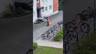 12yearold rides scooter in dinosaur costume in Skövde Sweden [upl. by Elleinad]