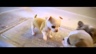 Chihuahua Puppies Brawl Play Fighting  biting each others tails [upl. by Aizat708]