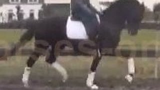 wwwsporthorsesonlinecom 2011 KWPN Dressage stallion sold [upl. by Nozicka]