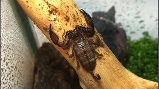 Best beginner scorpion Liocheles australasiae [upl. by Aicilev]