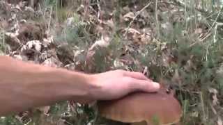 Boletus Edulis a 6 de octubre de 2014 PARTE 1 [upl. by Kata]