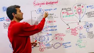 Embryology  Ectoderm [upl. by Etra]