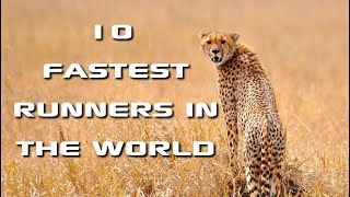 TOP 10 Fastest Animals in the world [upl. by Dnalram]